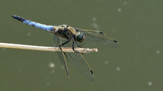 Blaugrüne Mosaikjungfer (17).jpg